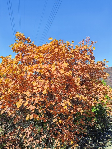 秋意盎然树叶风景摄影