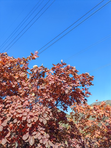 秋日红叶蓝天电线美景