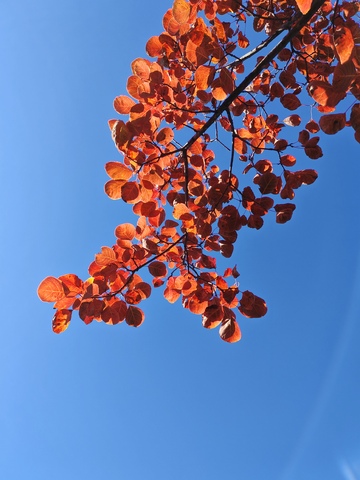 秋叶蓝天对比图