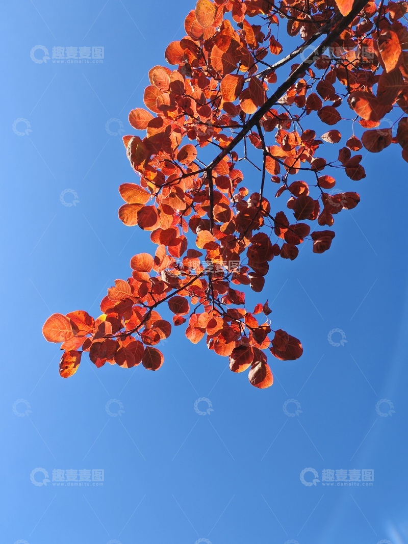 高清大图下载【趣麦麦图】秋叶蓝天对比图