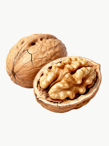 彩铅风格核桃3
