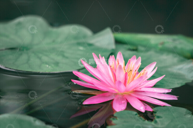 高清大图下载【趣麦麦图】-粉色睡莲水塘自然风光