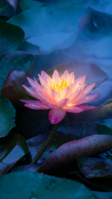 梦幻睡莲池风光摄影