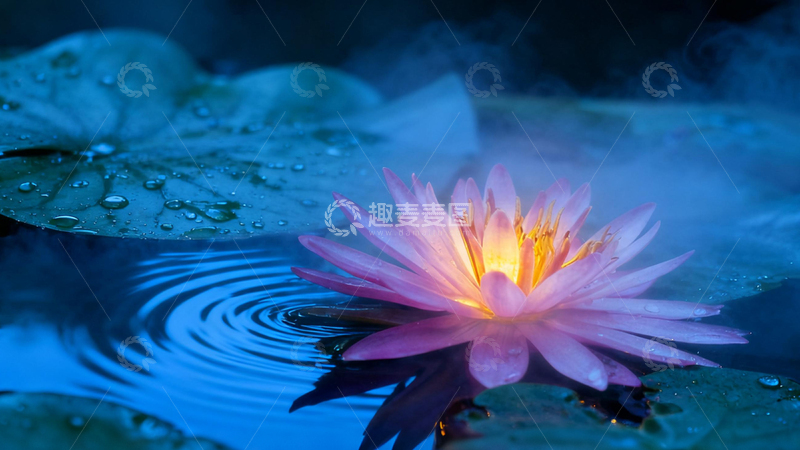 高清大图下载【趣麦麦图】梦幻睡莲水珠风景摄影
