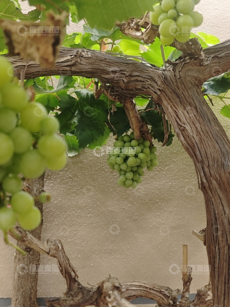 高清大图下载【趣麦麦图】葡萄藤架绿果自然风光摄影