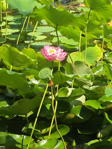 荷花盛开绿色池塘自然风光