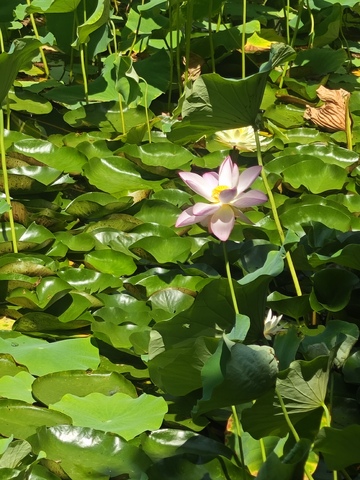 荷花盛开水面绿意盎然