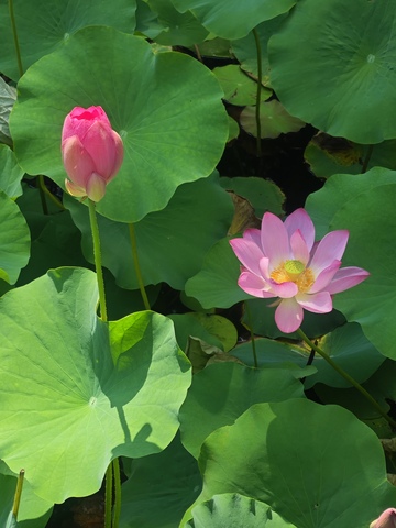 荷花盛开风景图