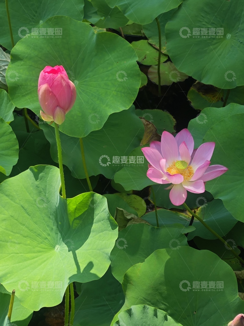 高清大图下载【趣麦麦图】荷花盛开风景图