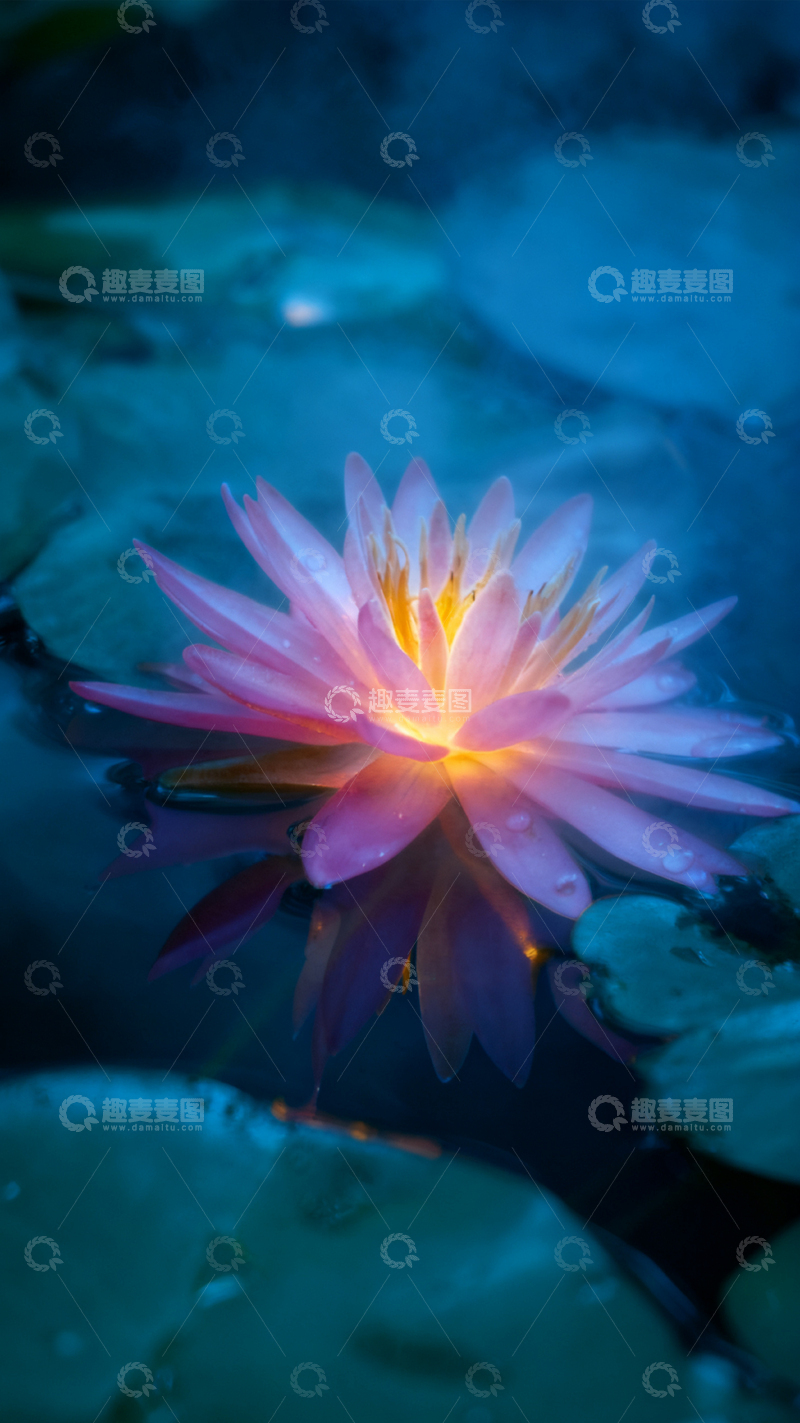 高清大图下载【趣麦麦图】梦幻睡莲花摄影图片
