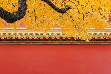 秋季红墙金色树叶