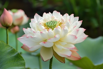 荷塘里开放的重瓣荷花