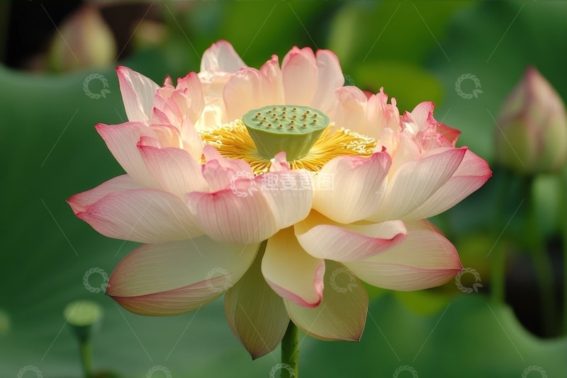 高清大图下载【趣麦麦图】-重瓣荷花特写摄影