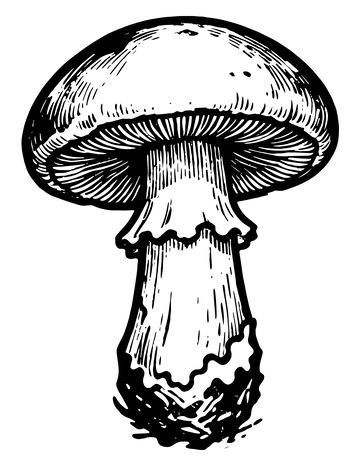 黑白线条蘑菇插画