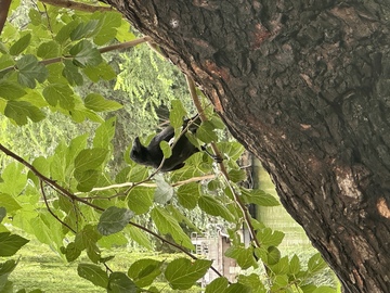 树影里的墨色观察者