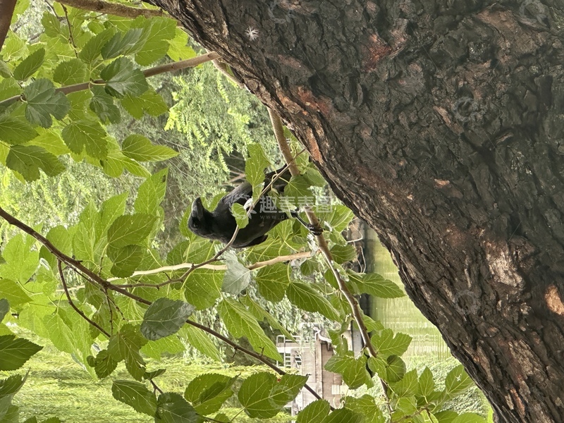 高清大图下载【趣麦麦图】树影里的墨色观察者