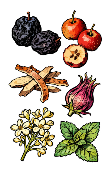 彩色手绘果实植物插画素材