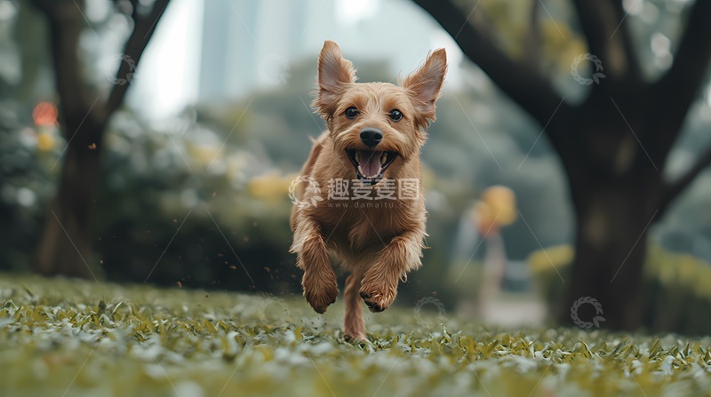 高清大图下载【趣麦麦图】公园奔跑金毛犬