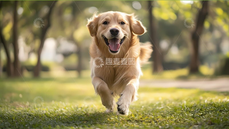 高清大图下载【趣麦麦图】金毛犬公园奔跑