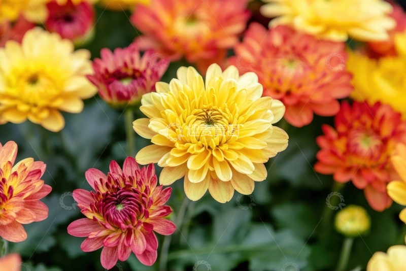 高清大图下载【趣麦麦图】盛开的黄橙色菊花