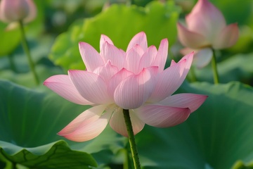 夏季盛开的一朵荷花