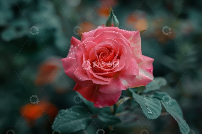 高清大图下载【趣麦麦图】粉色的月季花特写摄影