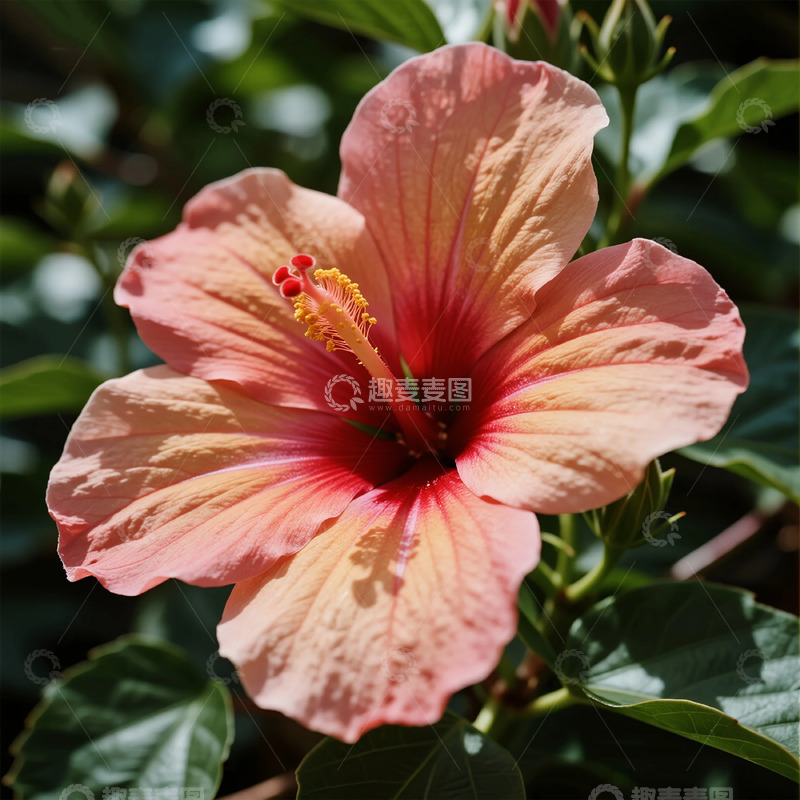 高清大图下载【趣麦麦图】鲜艳木槿花特写自然摄影