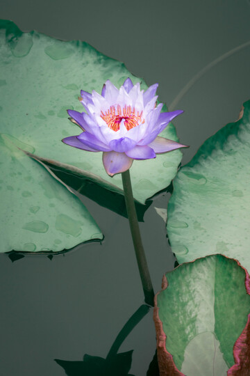 紫色睡莲绽放池塘美景2