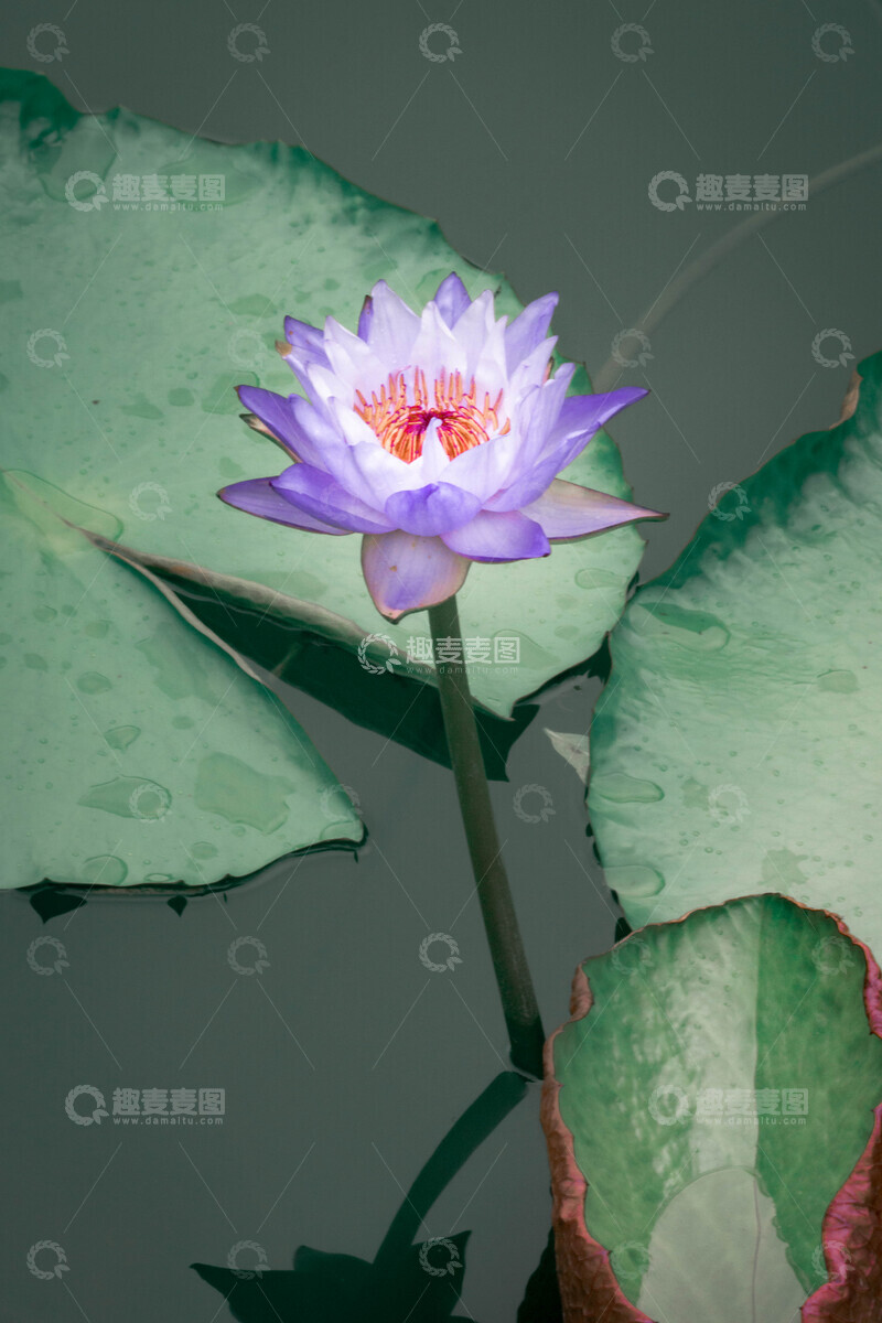 高清大图下载【趣麦麦图】紫色睡莲绽放池塘美景2