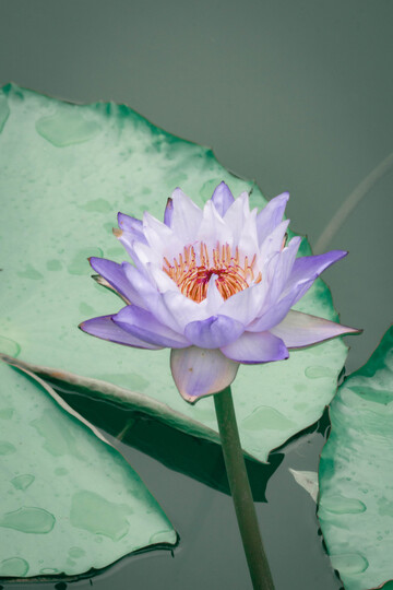 紫色睡莲绽放池塘美景