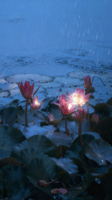 雨中睡莲梦幻光影2