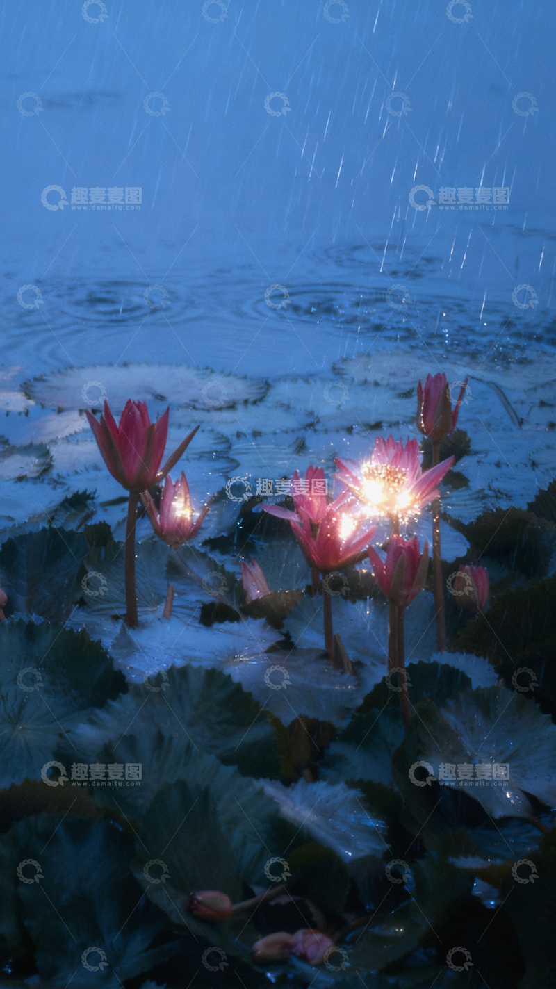 高清大图下载【趣麦麦图】-雨中睡莲梦幻光影2