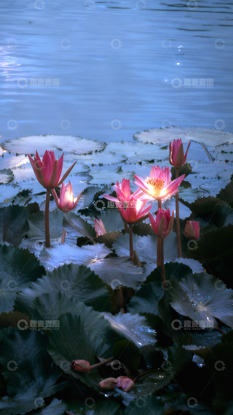 高清大图下载【趣麦麦图】睡莲盛开水面美景