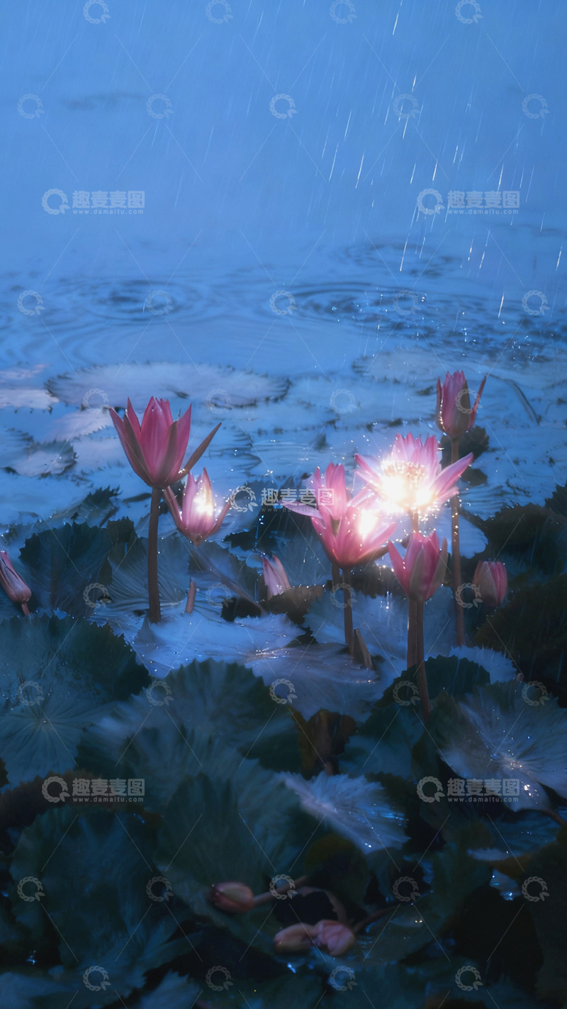 高清大图下载【趣麦麦图】雨中睡莲梦幻光影1