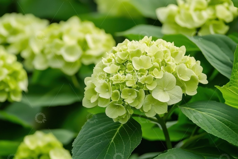 高清大图下载【趣麦麦图】绿色的绣球花花卉特写