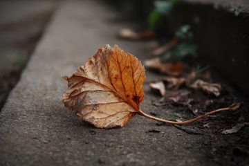 台阶上的一片枯叶