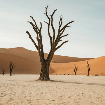 沙漠枯树景观摄影作品