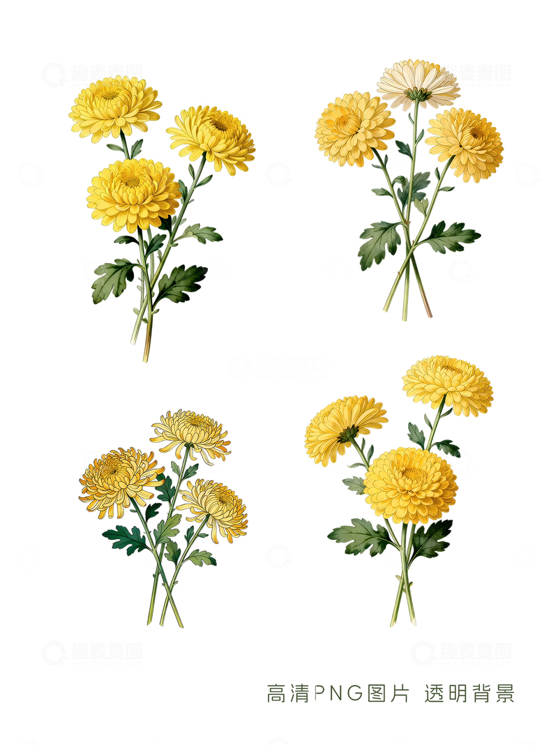 源文件下载【趣麦麦图】菊花插画高清PNG素材