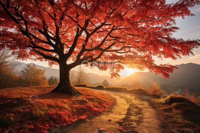 高清大图下载【趣麦麦图】一颗路边的大枫树
