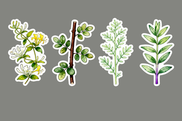 金银花草药贴纸1