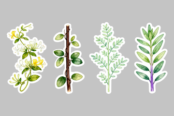 金银花草药贴纸3