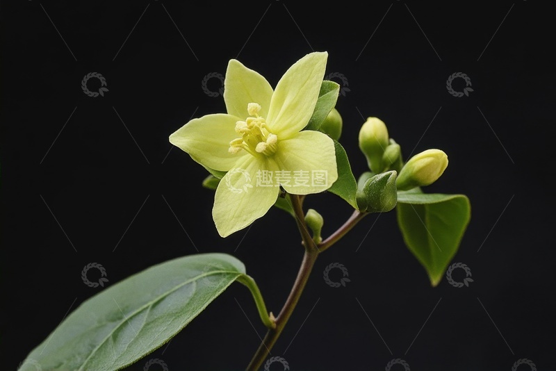 高清大图下载【趣麦麦图】一只绿色的花朵特写摄影