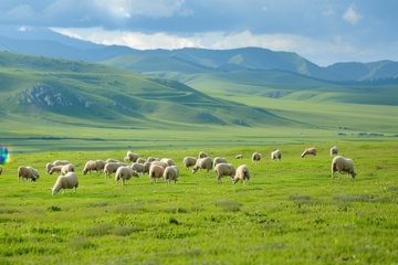 美丽的大草原风光