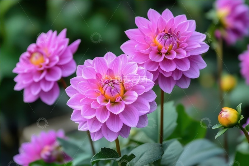 高清大图下载【趣麦麦图】鲜艳欲滴的球状菊花