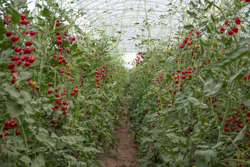 采摘园番茄丰收