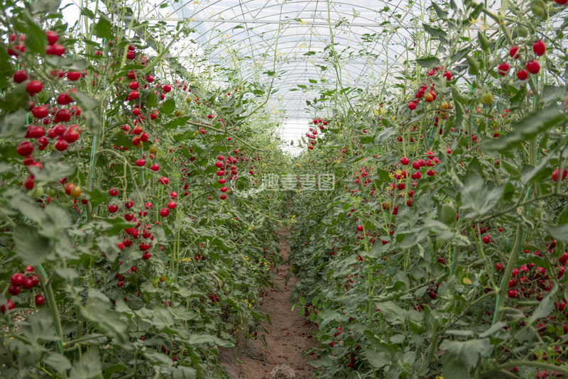 高清大图下载【趣麦麦图】-采摘园番茄丰收