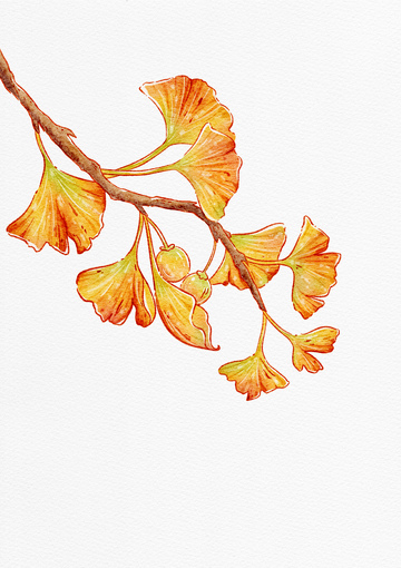 银杏叶水彩画秋日装饰素材