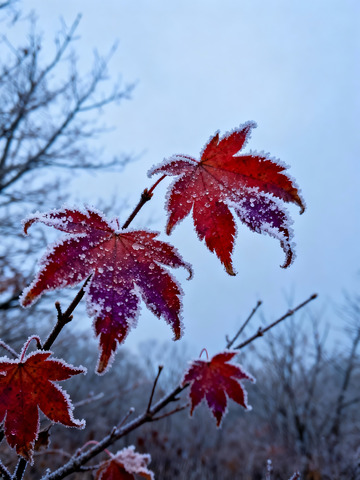 秋末冬初枫叶白霜2