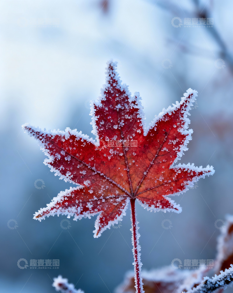高清大图下载【趣麦麦图】秋末冬初枫叶白霜7