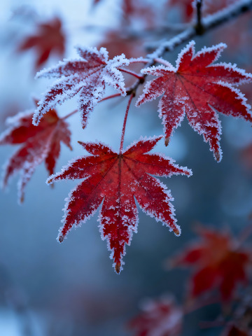 秋末冬初枫叶白霜6